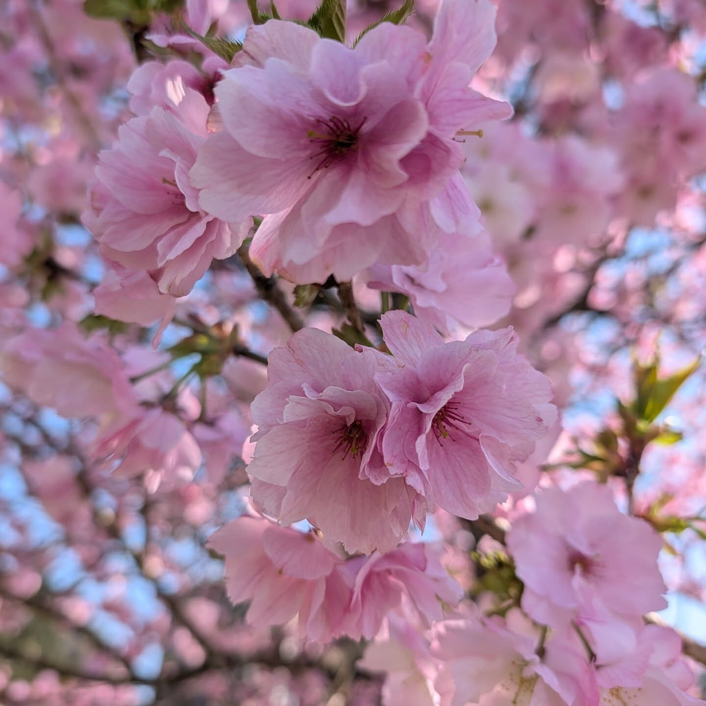 4月12日(日)