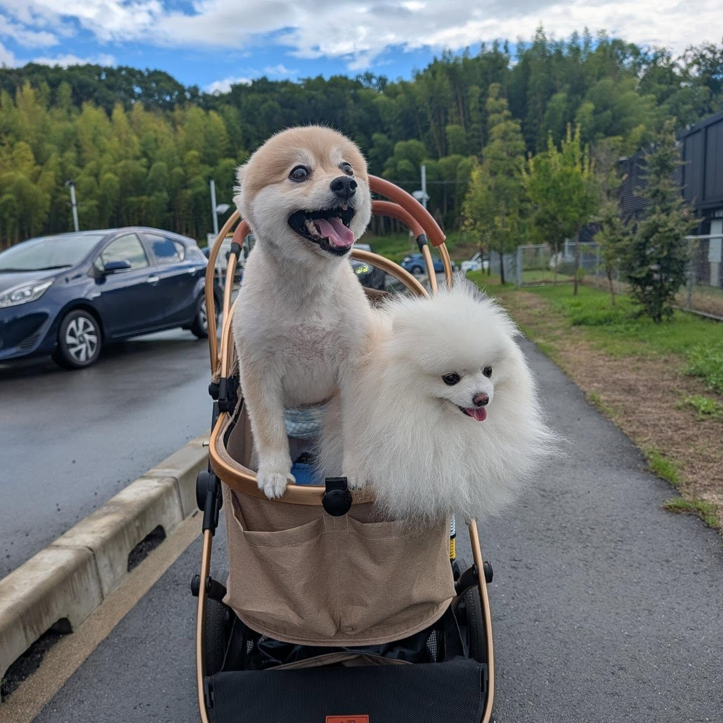 今日は、かわいいワンちゃんおふたりと一緒に🐶🐶✨