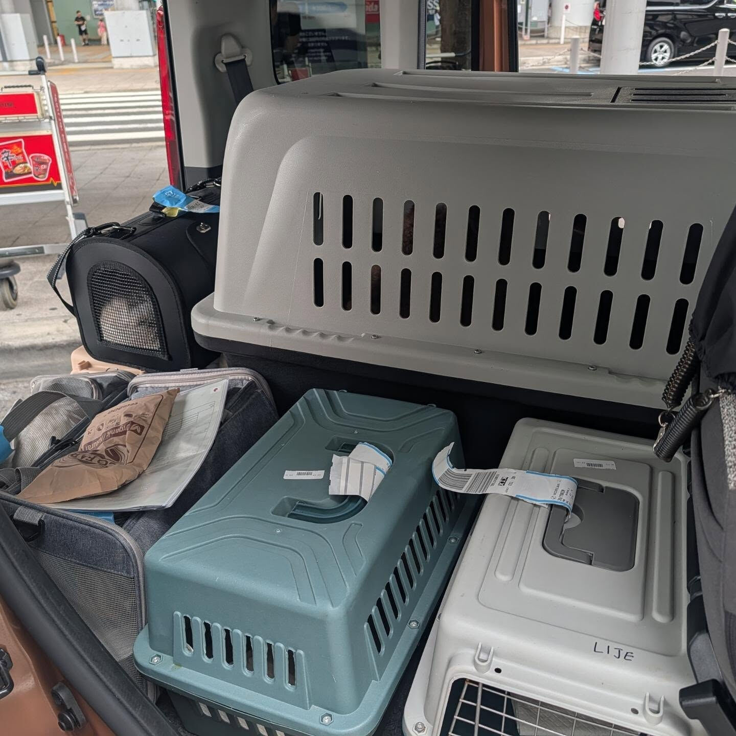 関西空港から京都まで、プードルちゃん7匹のお送りでした🐶✈️