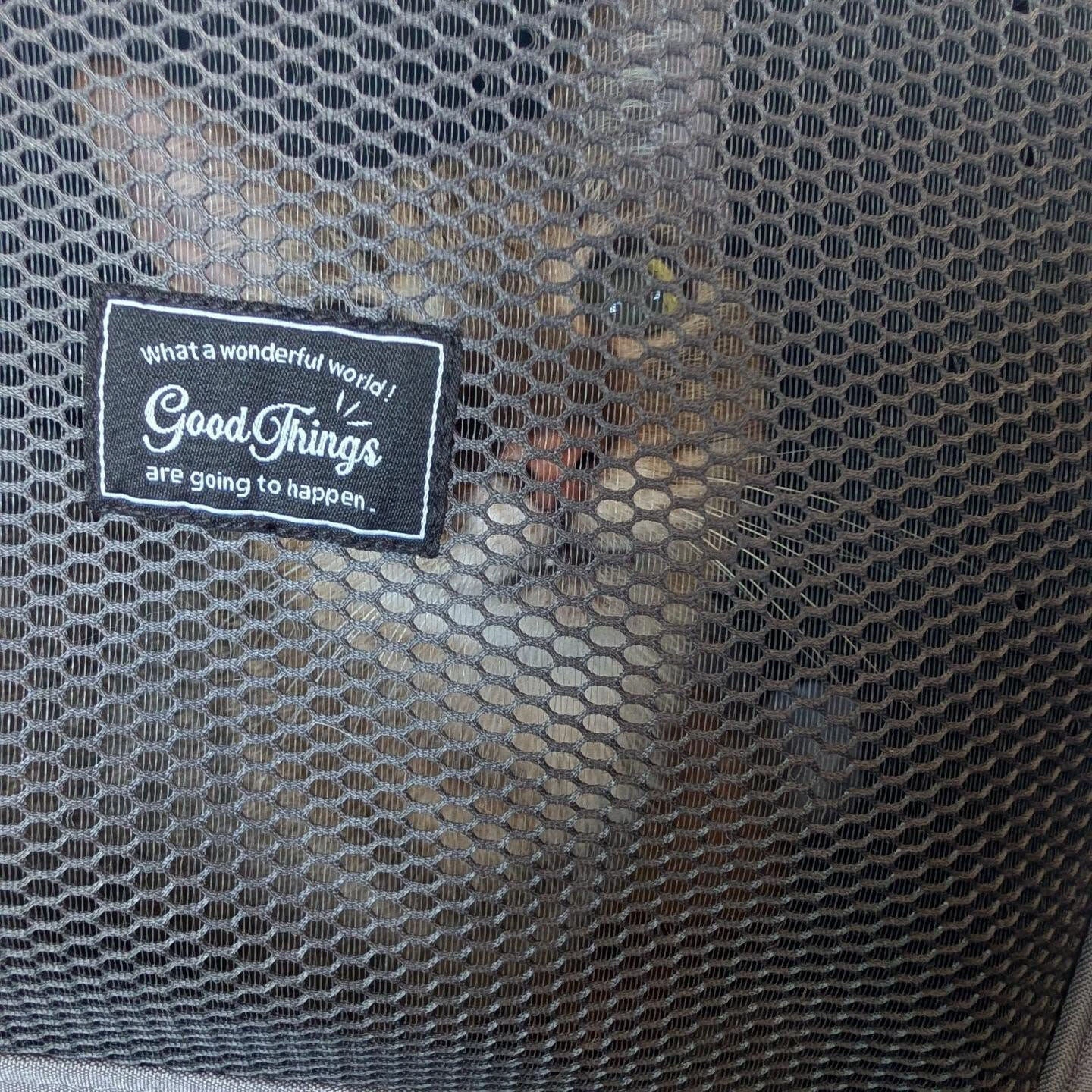 🐱 ネコちゃんと一緒に、新しい暮らしへ🚕✨