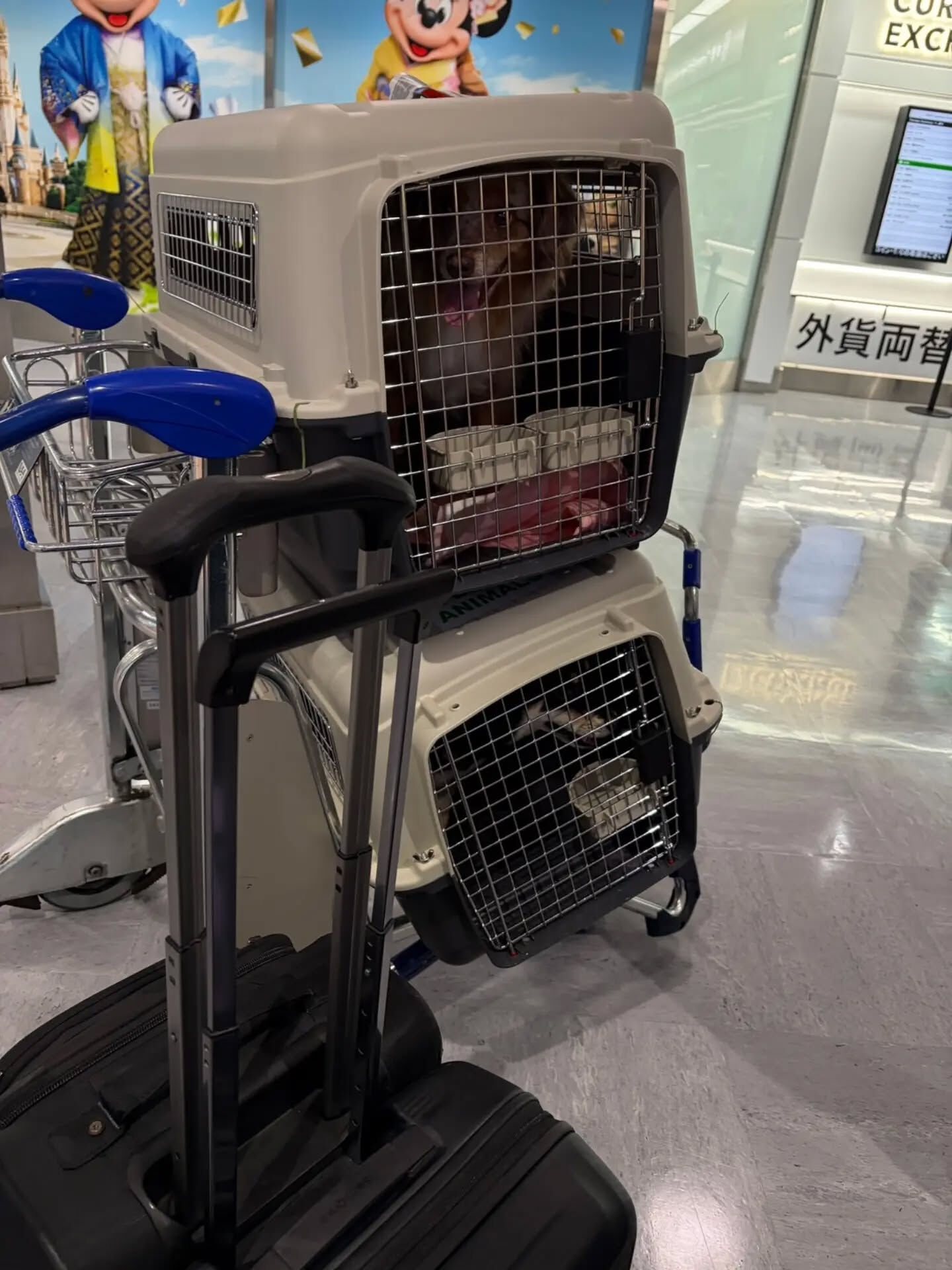 🐶🐶🐱 成田空港から東京都渋谷区へ｜3匹のペットと一緒にお引