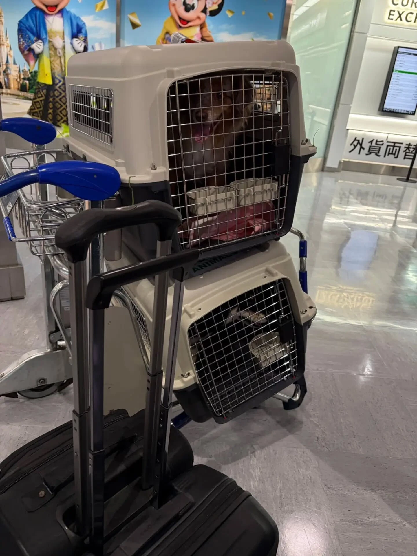 🐶🐶🐱 成田空港から東京都渋谷区へ｜3匹のペットと一緒にお引