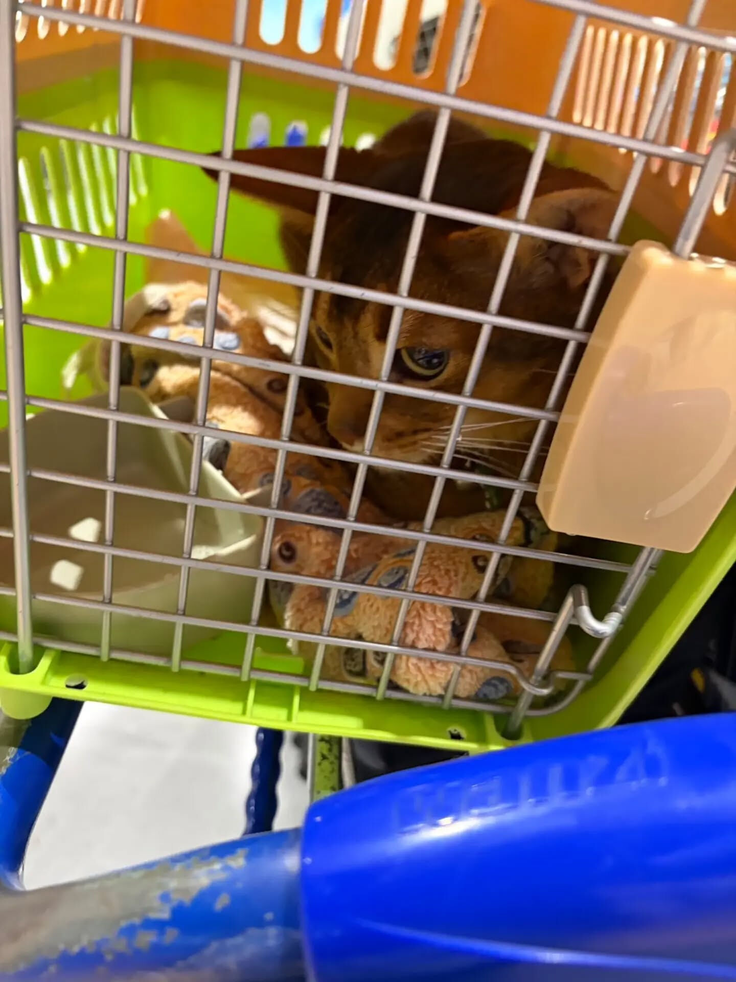 🐶🐶🐱 成田空港から東京都渋谷区へ｜3匹のペットと一緒にお引
