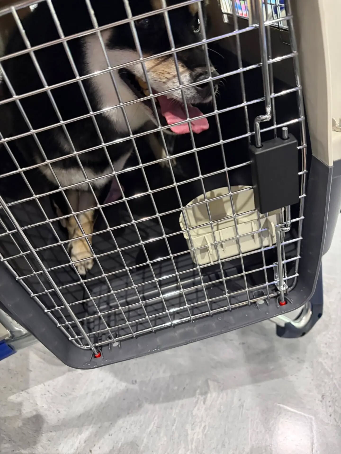 🐶🐶🐱 成田空港から東京都渋谷区へ｜3匹のペットと一緒にお引