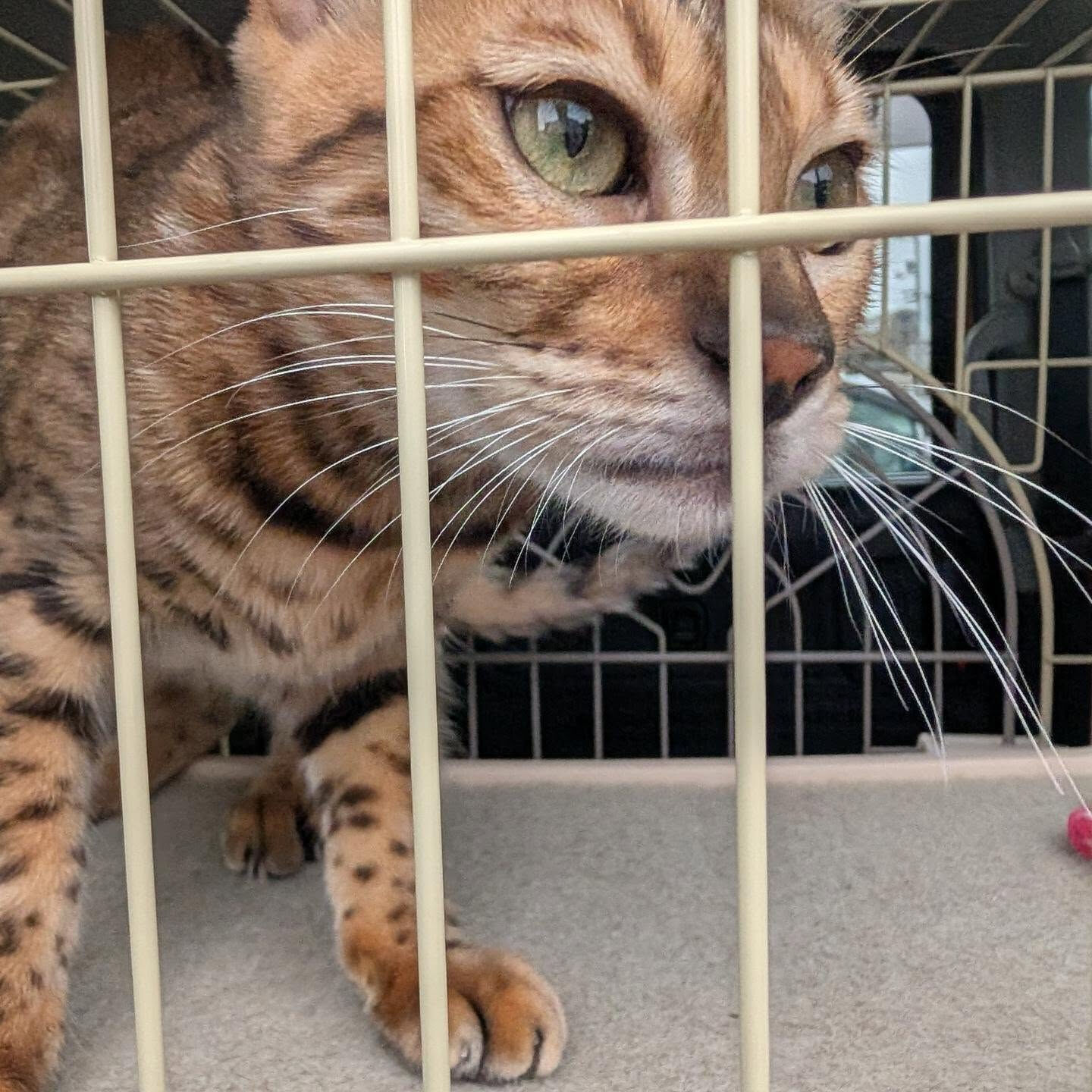 🐾 大阪市から香川県へ！ベンガルちゃんの長距離ペット輸送🚗✨