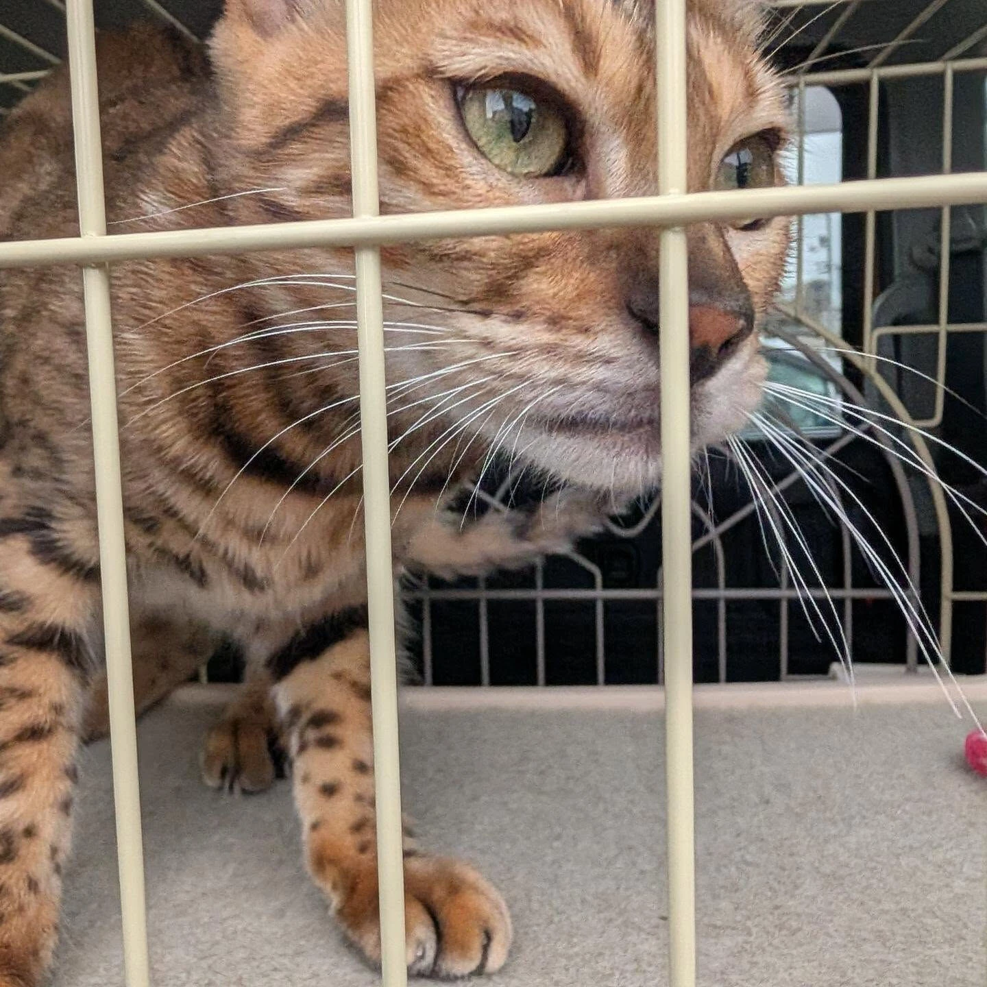 🐾 大阪市から香川県へ！ベンガルちゃんの長距離ペット輸送🚗✨