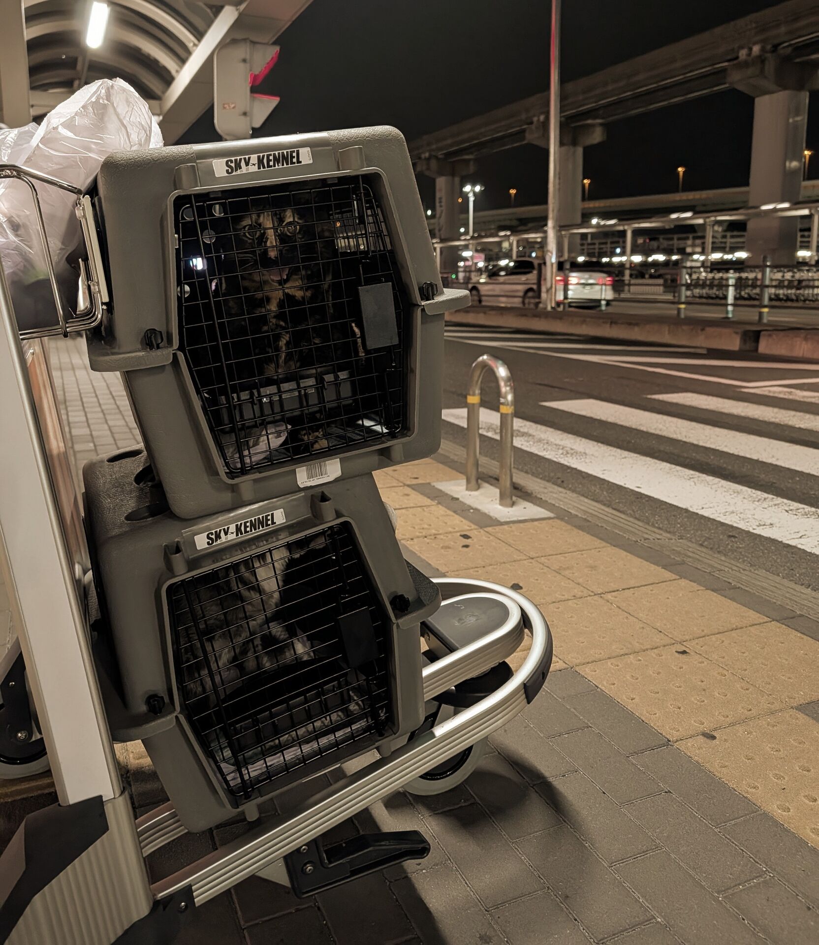 伊丹空港 カートに乗せたクレート