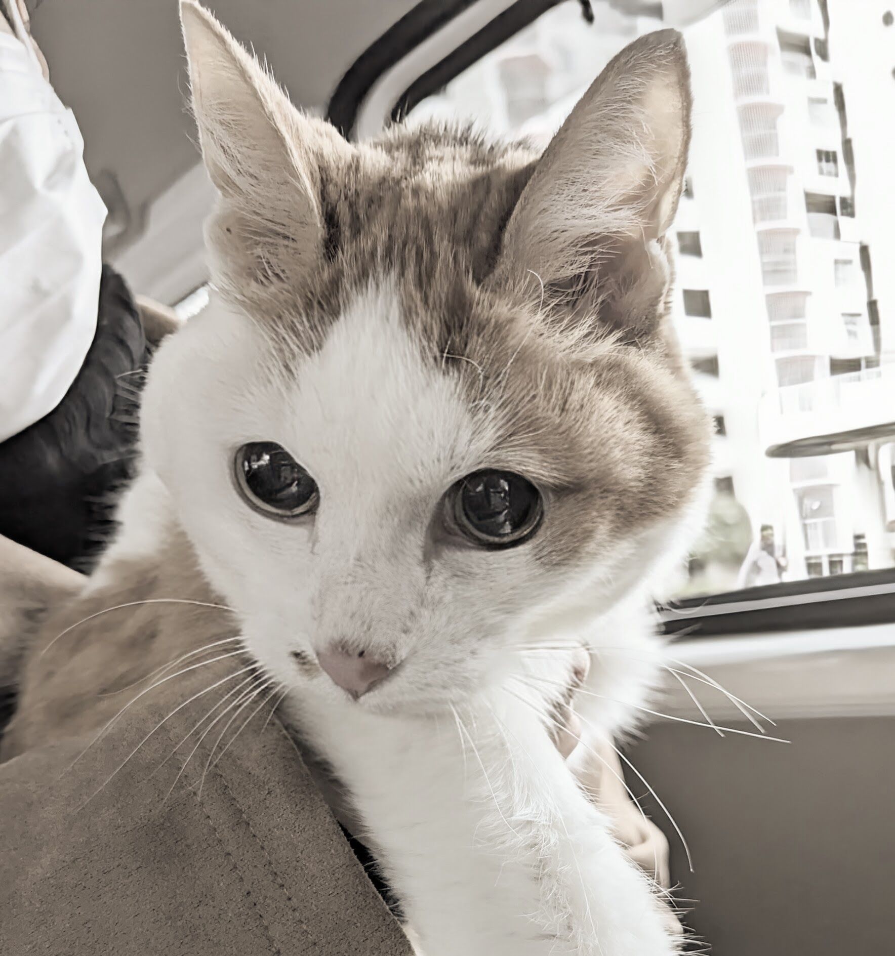 松浦さん猫