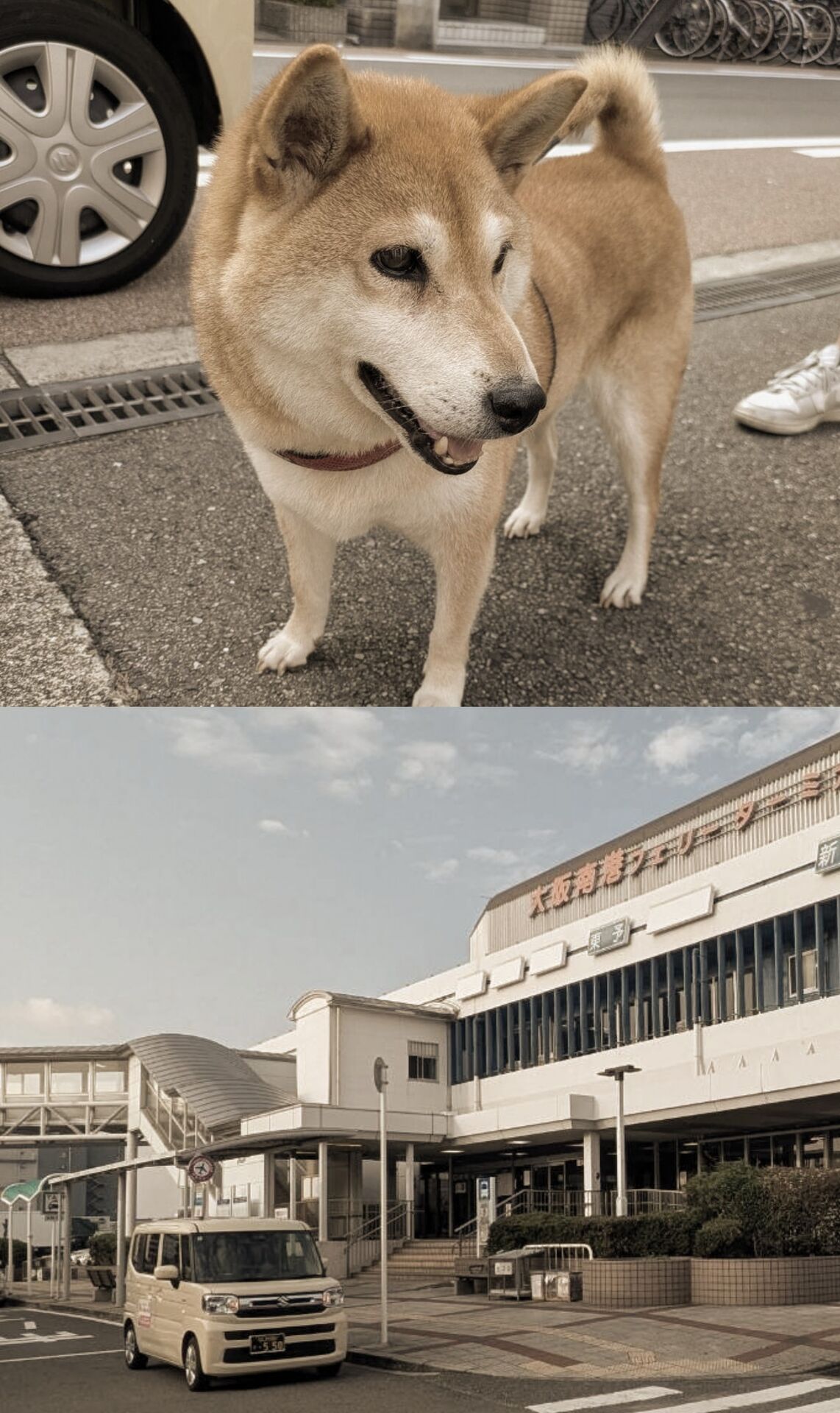 sakura南港フェリーターミナル 柴犬
