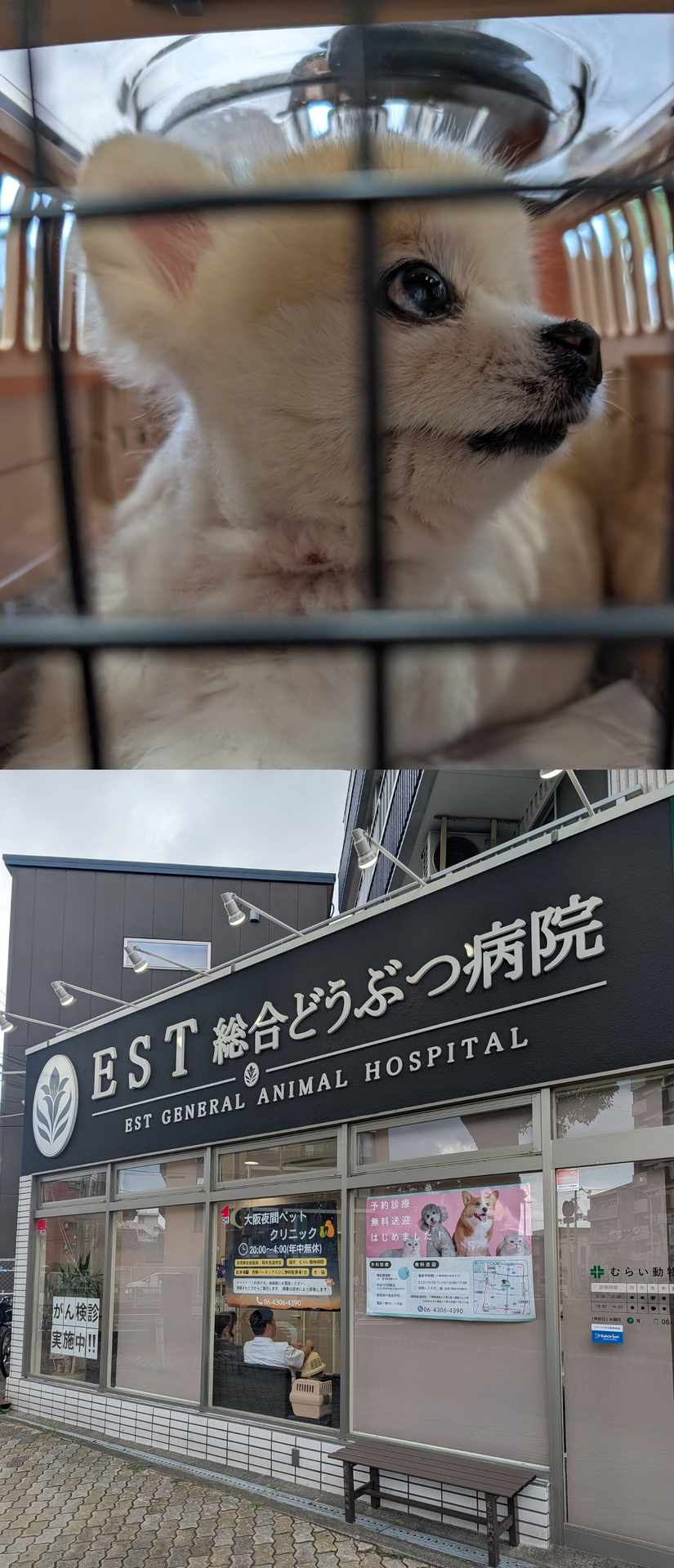 きよつぐ様マリンちゃん むらい動物病院